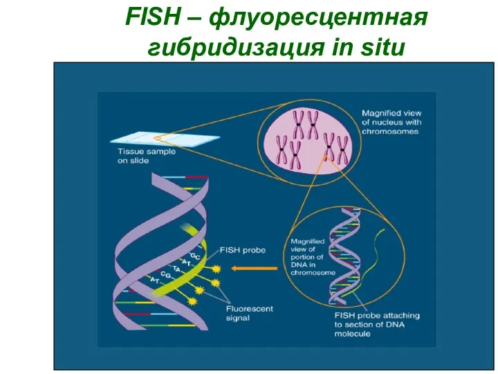 FISH – флуоресцентная гибридизация in situ