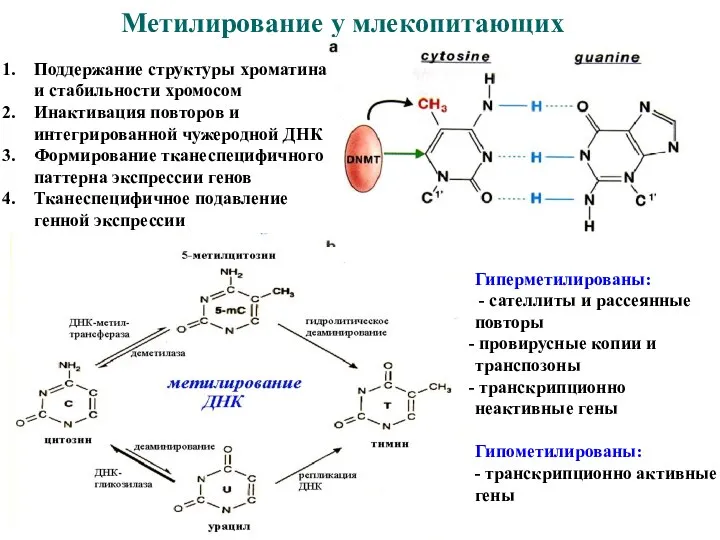 Метилирование у млекопитающих Поддержание структуры хроматина и стабильности хромосом Инактивация