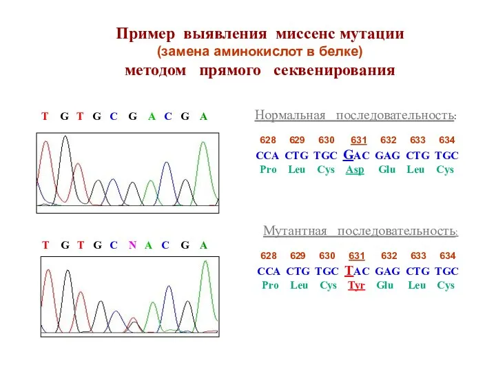 Пример выявления миссенс мутации (замена аминокислот в белке) методом прямого секвенирования