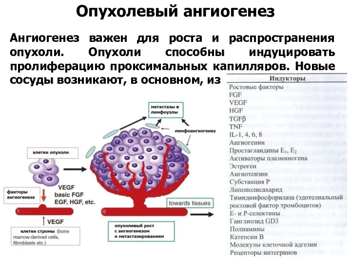 Опухолевый ангиогенез Ангиогенез важен для роста и распространения опухоли. Опухоли