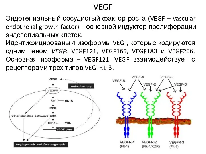 VEGF Эндотелиальный сосудистый фактор роста (VEGF – vascular endothelial growth