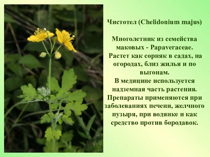 Чистотел (Chelidonium majus) Многолетник из семейства маковых - Papaveraceae. Растет
