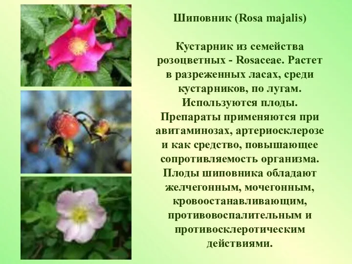 Шиповник (Rosa majalis) Кустарник из семейства розоцветных - Rosaceae. Растет
