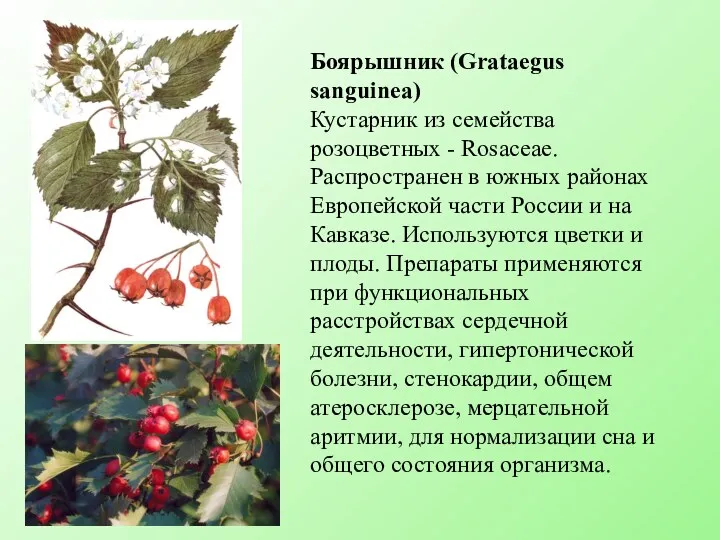 Боярышник (Grataegus sanguinea) Кустарник из семейства розоцветных - Rosaceae. Распространен