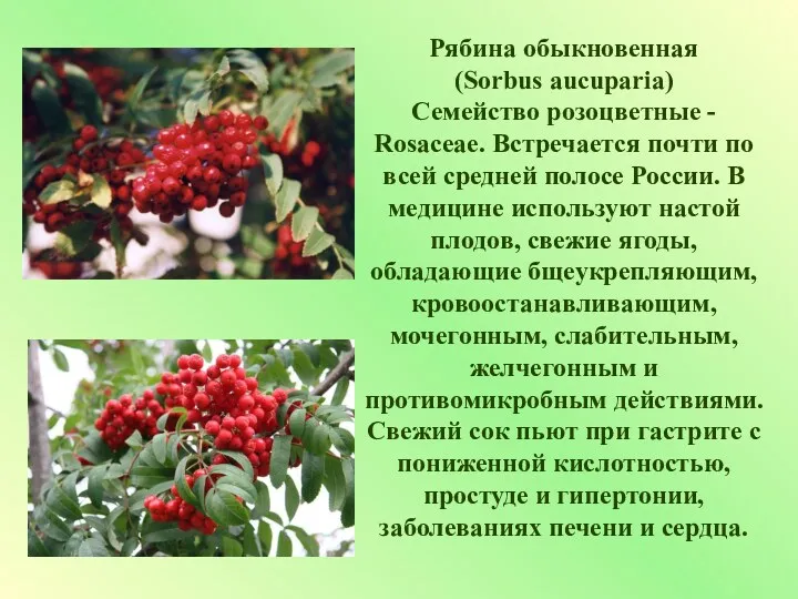 Рябина обыкновенная (Sorbus aucuparia) Семейство розоцветные - Rosaceae. Встречается почти по всей средней