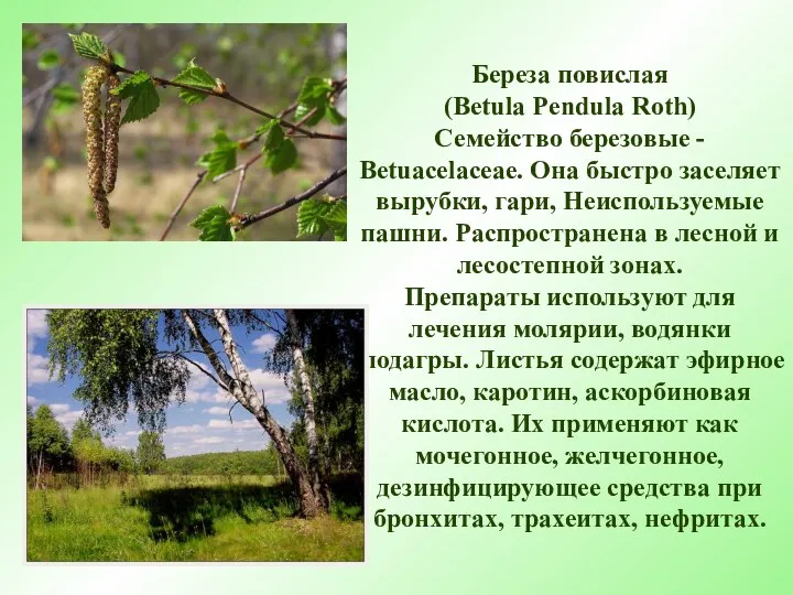 Береза повислая (Betula Pendula Roth) Семейство березовые - Betuacelaceae. Она быстро заселяет вырубки,