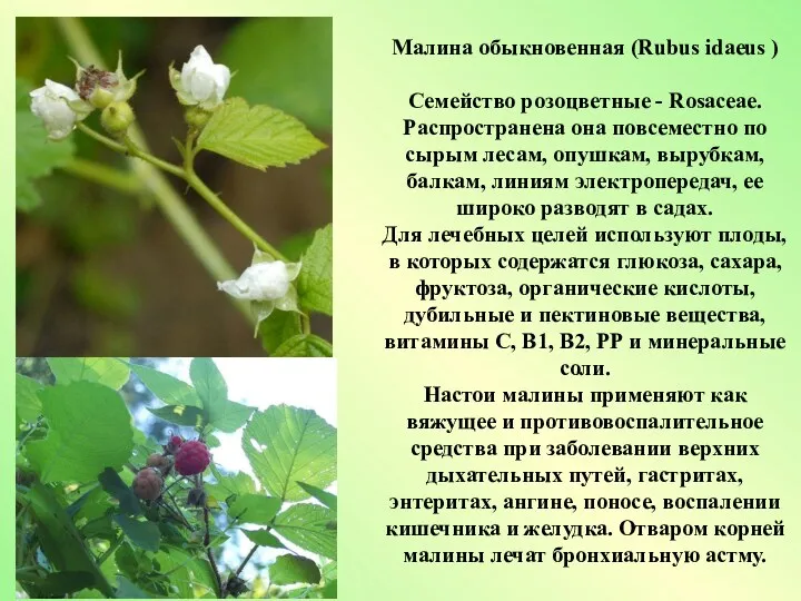 Малина обыкновенная (Rubus idaeus ) Семейство розоцветные - Rosaceae. Распространена