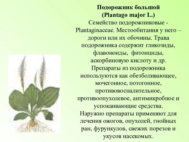 Подорожник большой (Plantago major L.) Семейство подорожниковые - Plantaginaceae. Местообитания у него –
