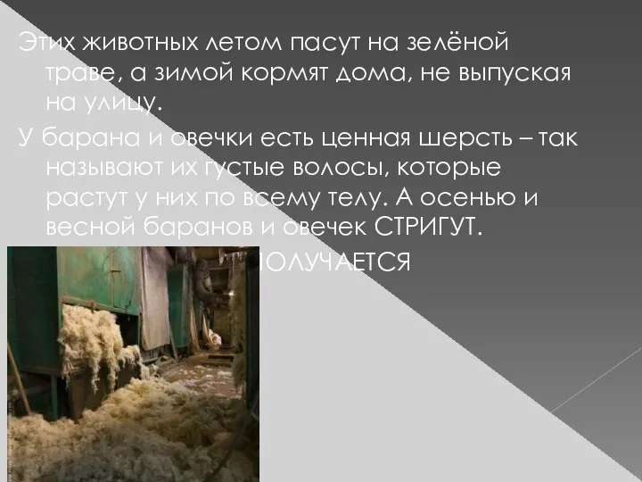 Этих животных летом пасут на зелёной траве, а зимой кормят