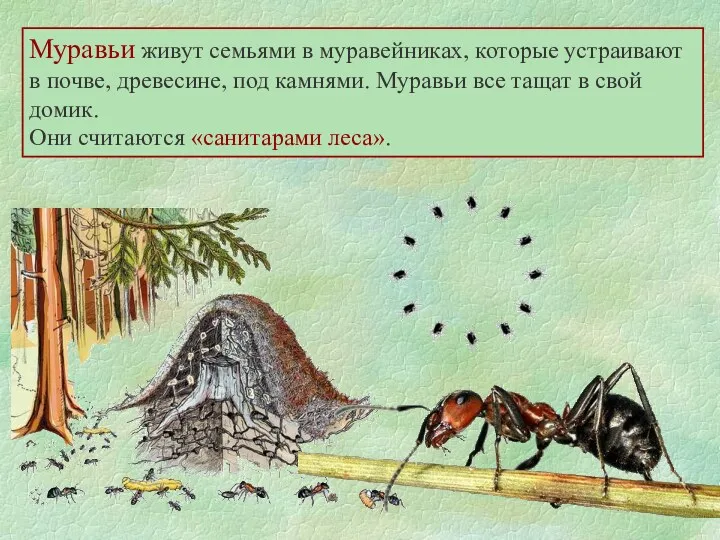 Муравьи живут семьями в муравейниках, которые устраивают в почве, древесине, под камнями. Муравьи