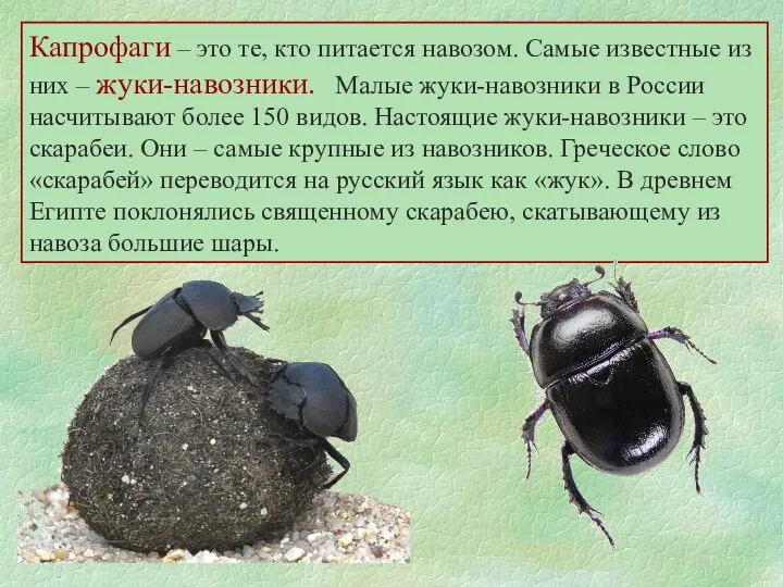 Капрофаги – это те, кто питается навозом. Самые известные из них – жуки-навозники...