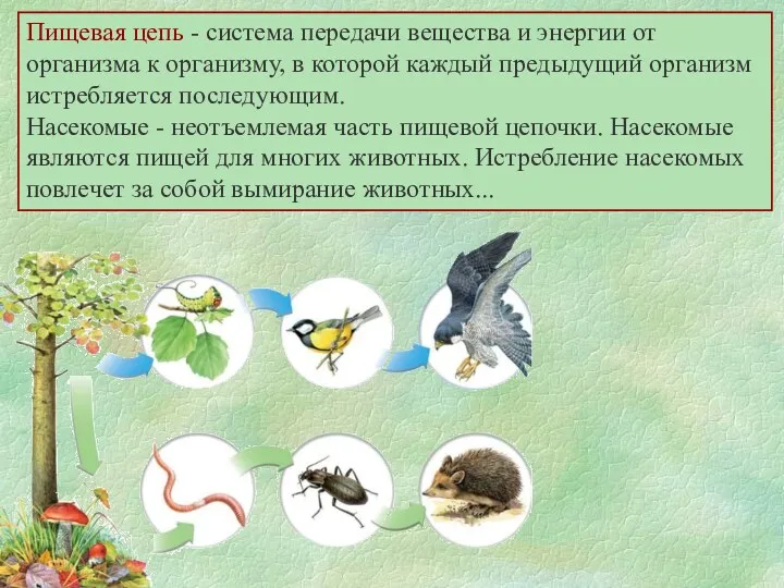 Пищевая цепь - система передачи вещества и энергии от организма