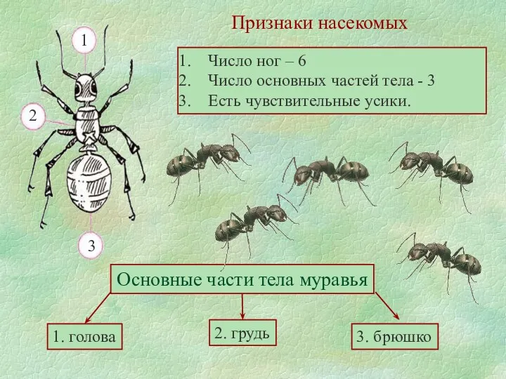 Признаки насекомых Число ног – 6 Число основных частей тела - 3 Есть