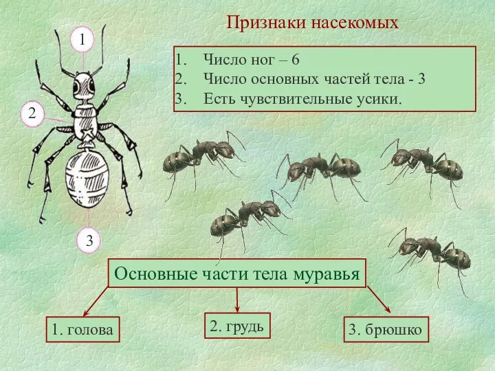 Признаки насекомых Число ног – 6 Число основных частей тела