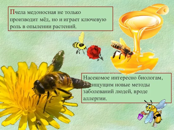 Пчела медоносная не только производит мёд, но и играет ключевую роль в опылении