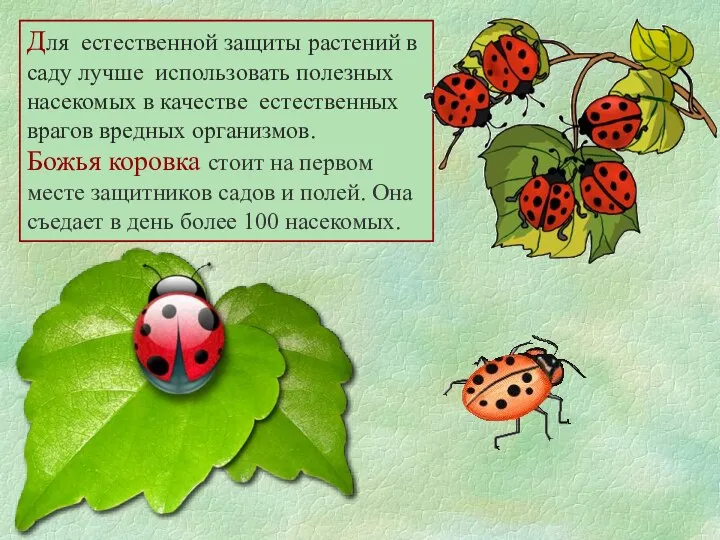 Для естественной защиты растений в саду лучше использовать полезных насекомых в качестве естественных
