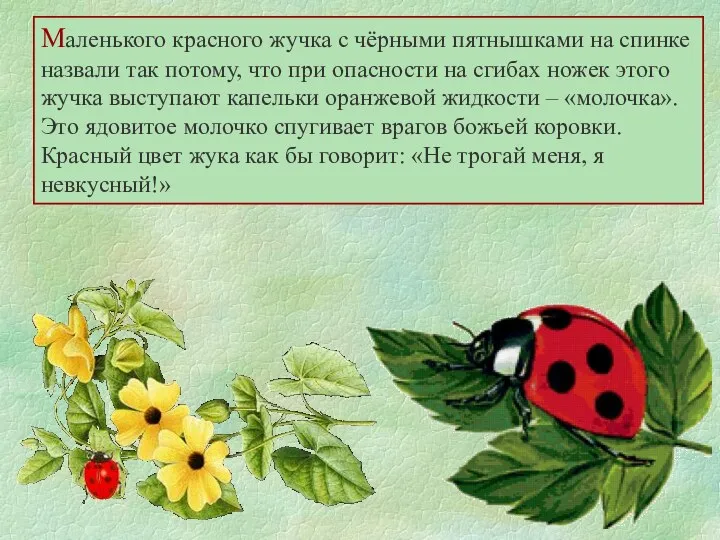 Маленького красного жучка с чёрными пятнышками на спинке назвали так потому, что при