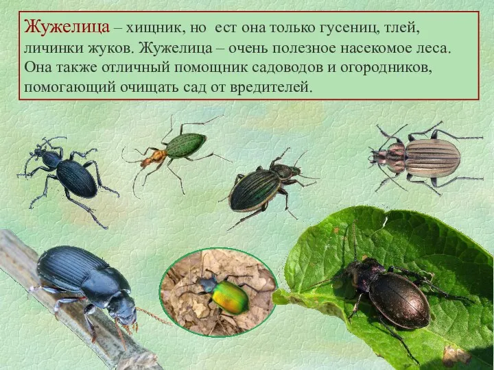 Жужелица – хищник, но ест она только гусениц, тлей, личинки жуков. Жужелица –