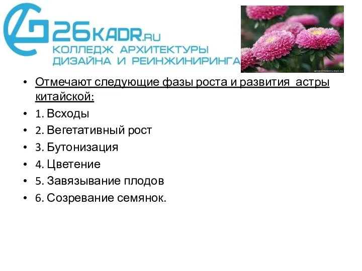 Отмечают следующие фазы роста и развития астры китайской: 1. Всходы