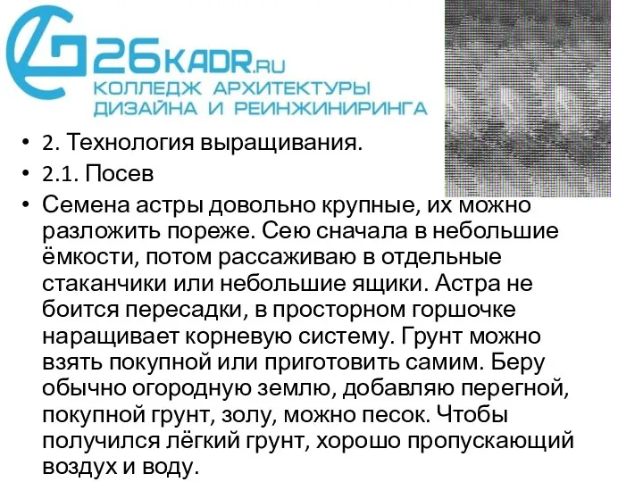 2. Технология выращивания. 2.1. Посев Семена астры довольно крупные, их