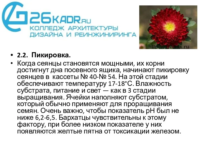 2.2. Пикировка. Когда сеянцы становятся мощными, их корни достигнут дна