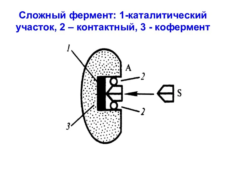 Сложный фермент: 1-каталитический участок, 2 – контактный, 3 - кофермент