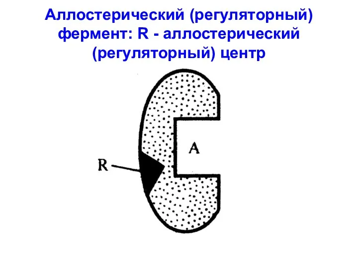 Аллостерический (регуляторный) фермент: R - аллостерический (регуляторный) центр