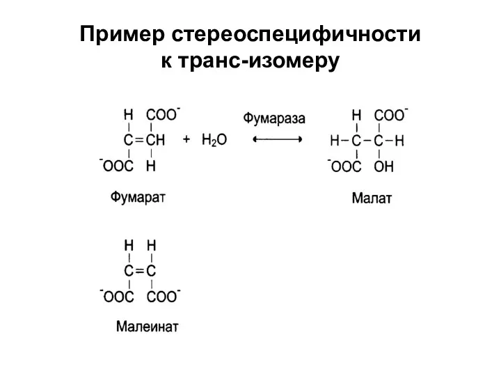 Пример стереоспецифичности к транс-изомеру