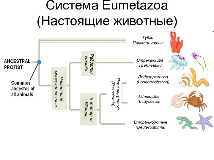 Система Eumetazoa (Настоящие животные) Стрекающие Губки Пластинчатые Радиалии Radiata Настоящие