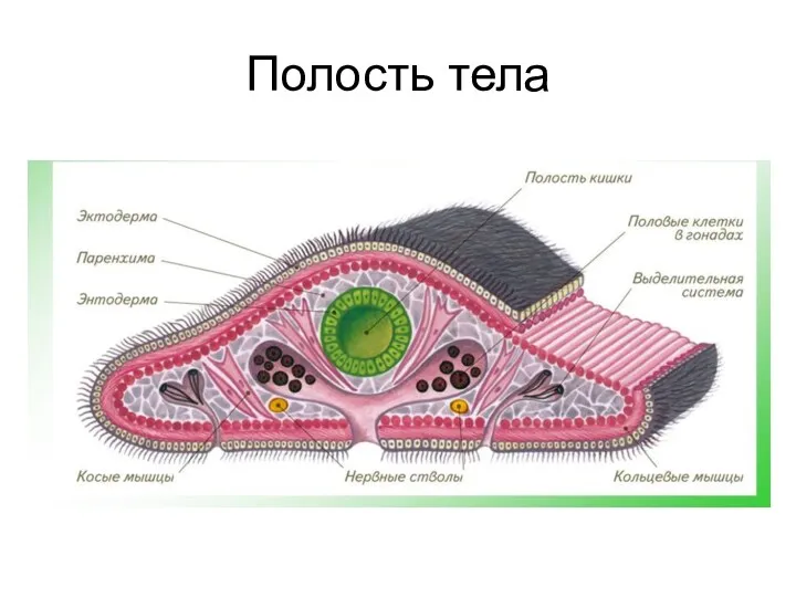 Полость тела