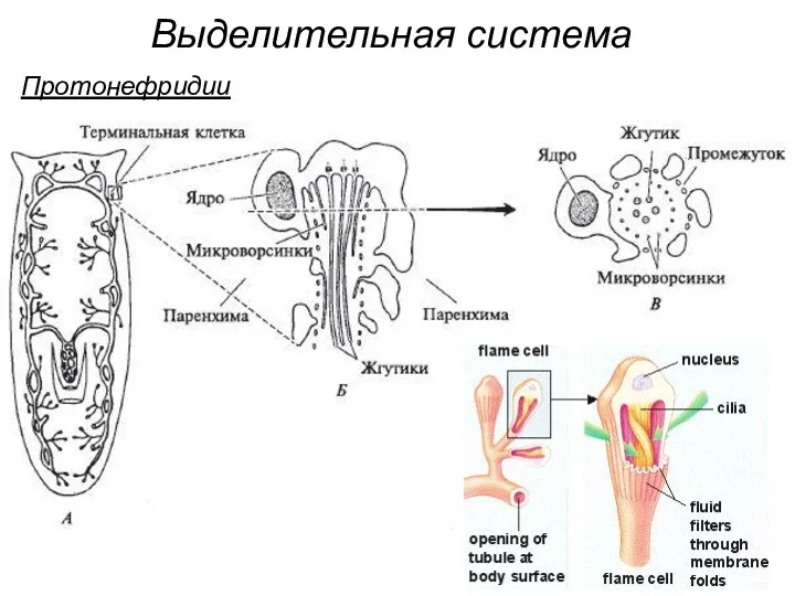 Выделительная система Протонефридии