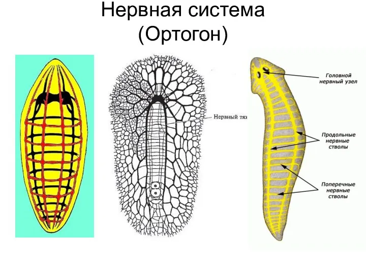 Нервная система (Ортогон)