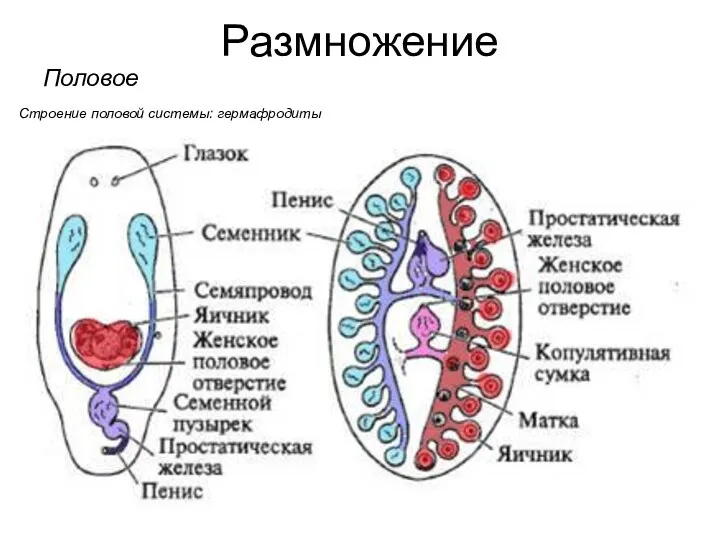 Размножение Половое Строение половой системы: гермафродиты