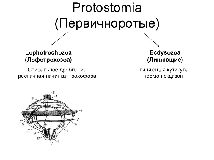 Protostomia (Первичноротые) Lophotrochozoa (Лофотрохозоа) Ecdysozoa (Линяющие) Спиральное дробление ресничная личинка: трохофора линяющая кутикула гормон экдизон