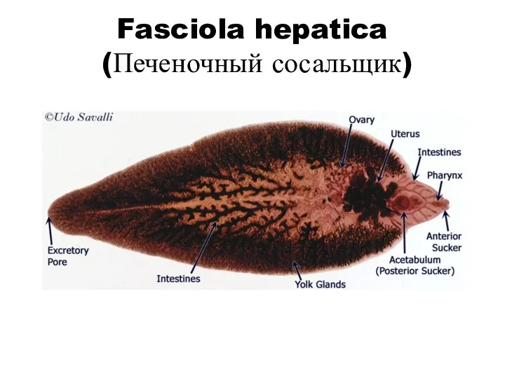 Fasciola hepatica (Печеночный сосальщик)