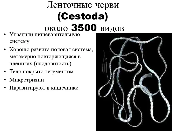 Ленточные черви (Cestoda) около 3500 видов Утратили пищеварительную систему Хорошо