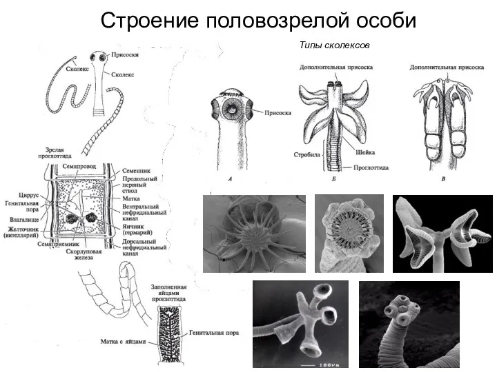 Строение половозрелой особи Типы сколексов