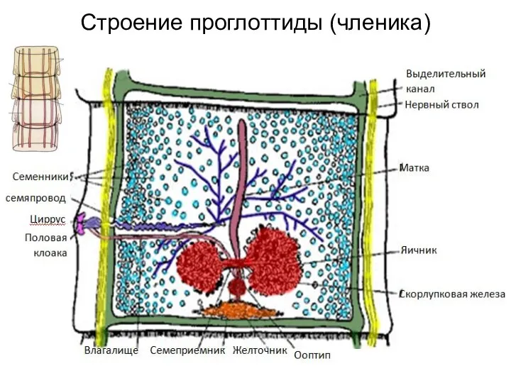 Строение проглоттиды (членика)