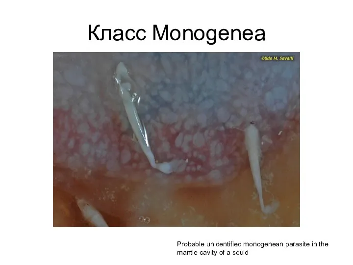 Класс Monogenea Probable unidentified monogenean parasite in the mantle cavity of a squid