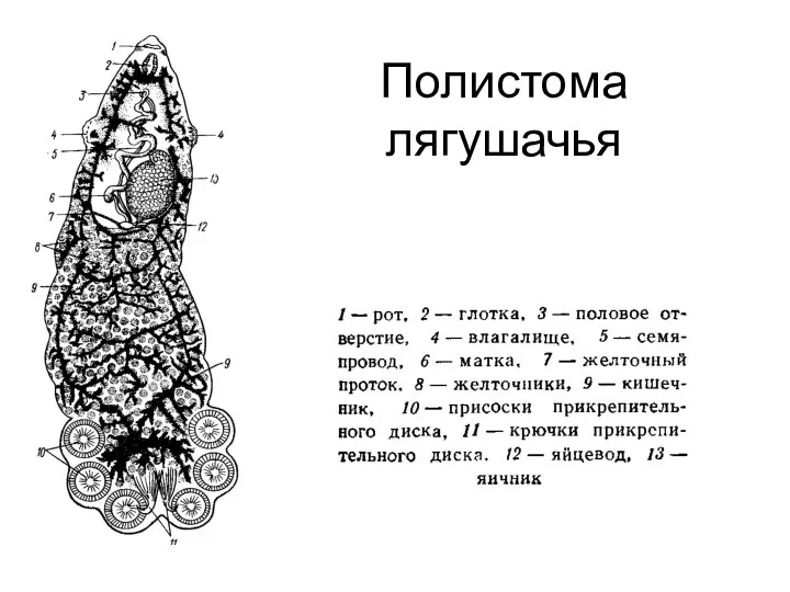 Полистома лягушачья