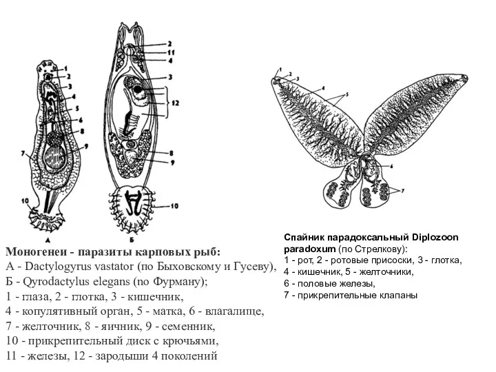 Моногенеи - паразиты карповых рыб: А - Dactylogyrus vastator (по