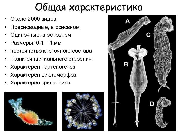 Общая характеристика Около 2000 видов Пресноводные, в основном Одиночные, в