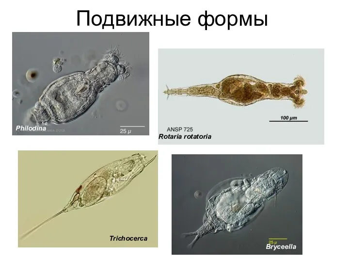 Philodina Подвижные формы Rotaria rotatoria Trichocerca Bryceella