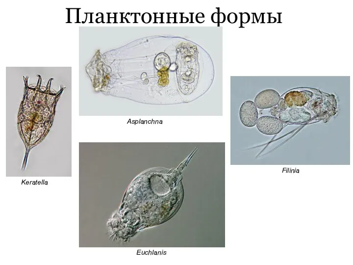 Планктонные формы Asplanchna Keratella Filinia Euchlanis