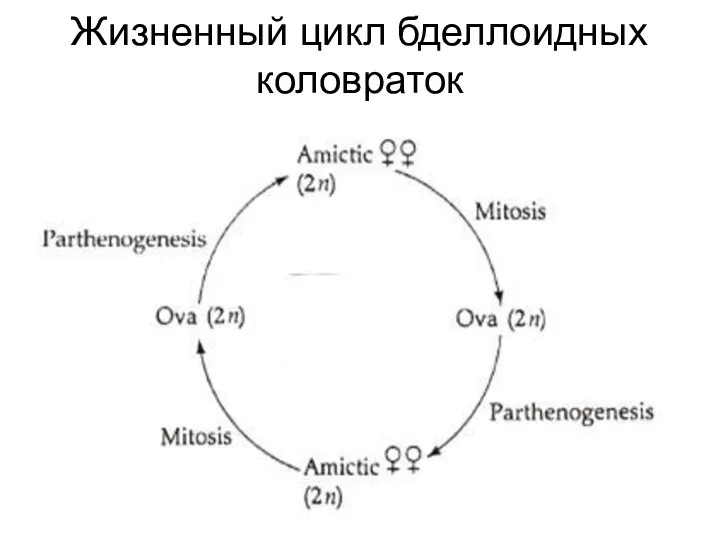 Жизненный цикл бделлоидных коловраток