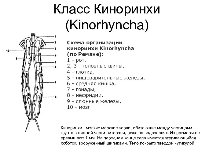 Класс Киноринхи (Kinorhyncha) Схема организации киноринхи Kinorhyncha (по Ремане): 1