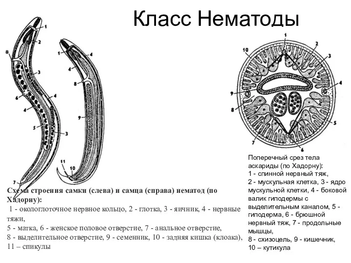 Класс Нематоды Схема строения самки (слева) и самца (справа) нематод