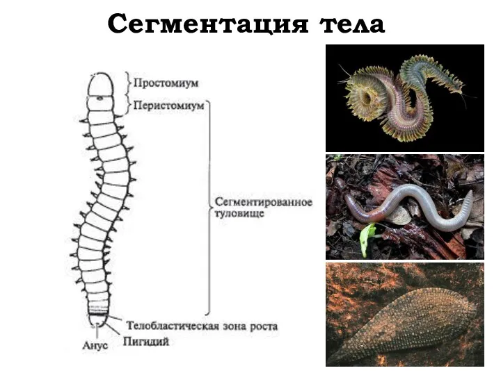 Сегментация тела