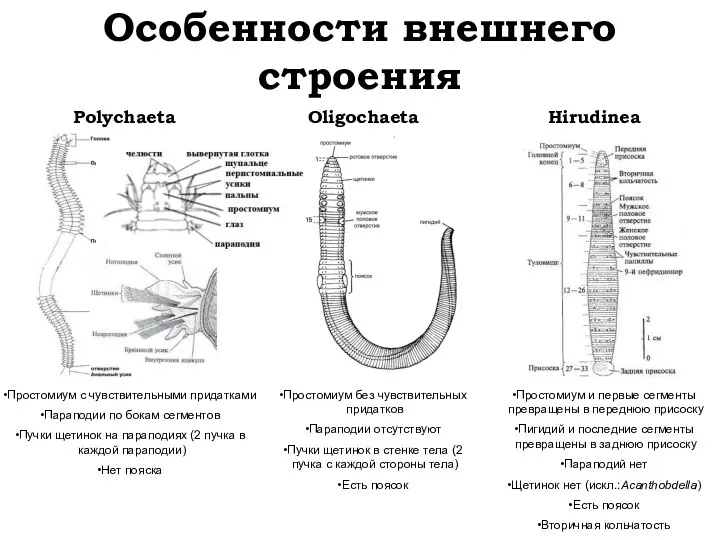 Особенности внешнего строения Polychaeta Oligochaeta Hirudinea Простомиум без чувствительных придатков