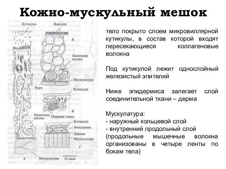 Кожно-мускульный мешок тело покрыто слоем микровиллярной кутикулы, в состав которой